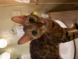 Cinnamon