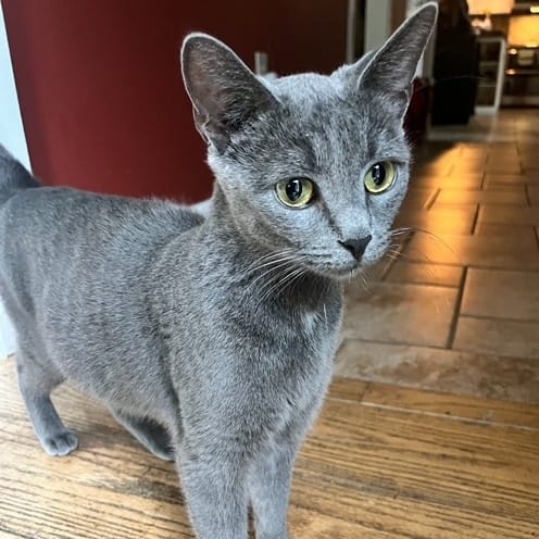 Sophie