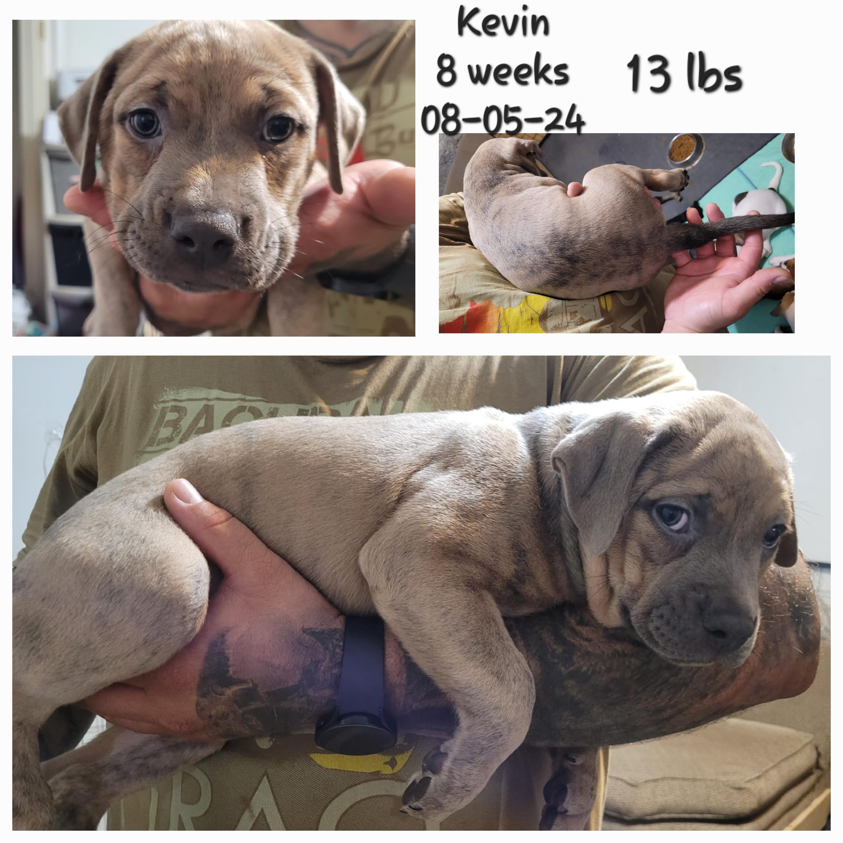 Kevin