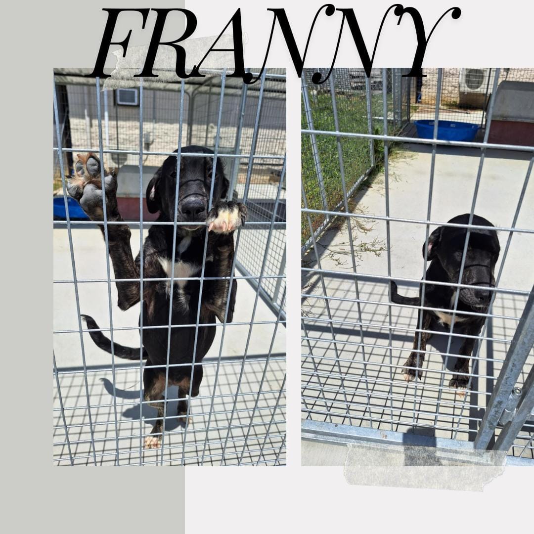 Franny