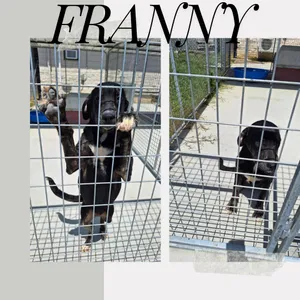 Franny