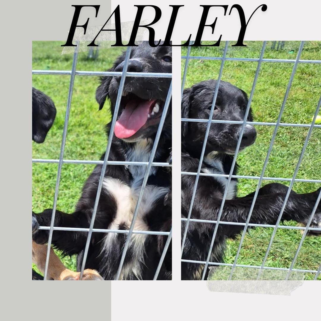 Farley