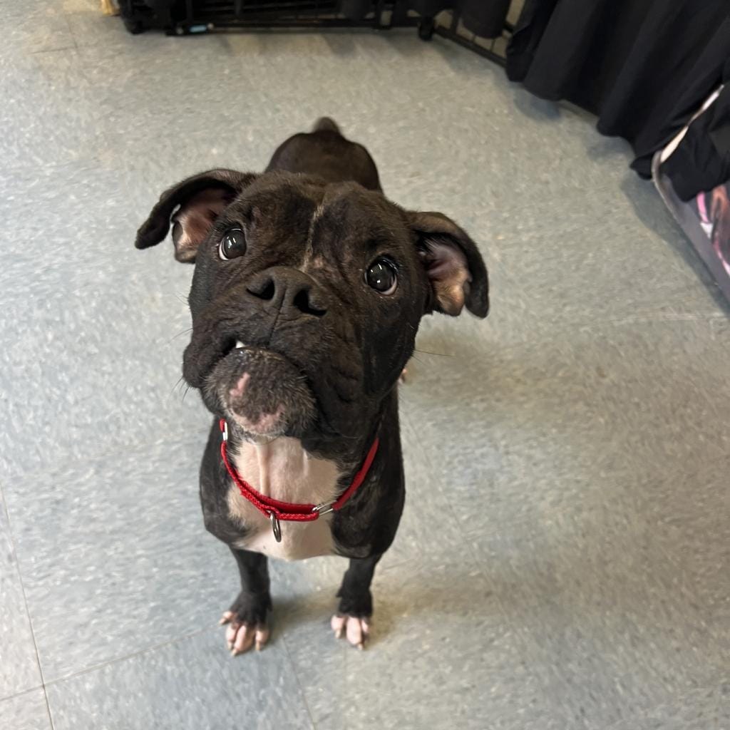 Vinnie