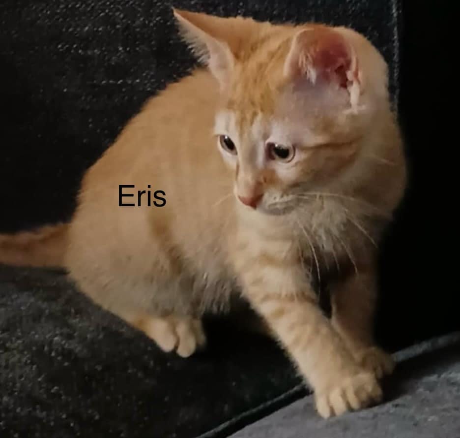 Eris