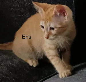Eris