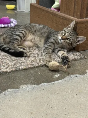 Gabby