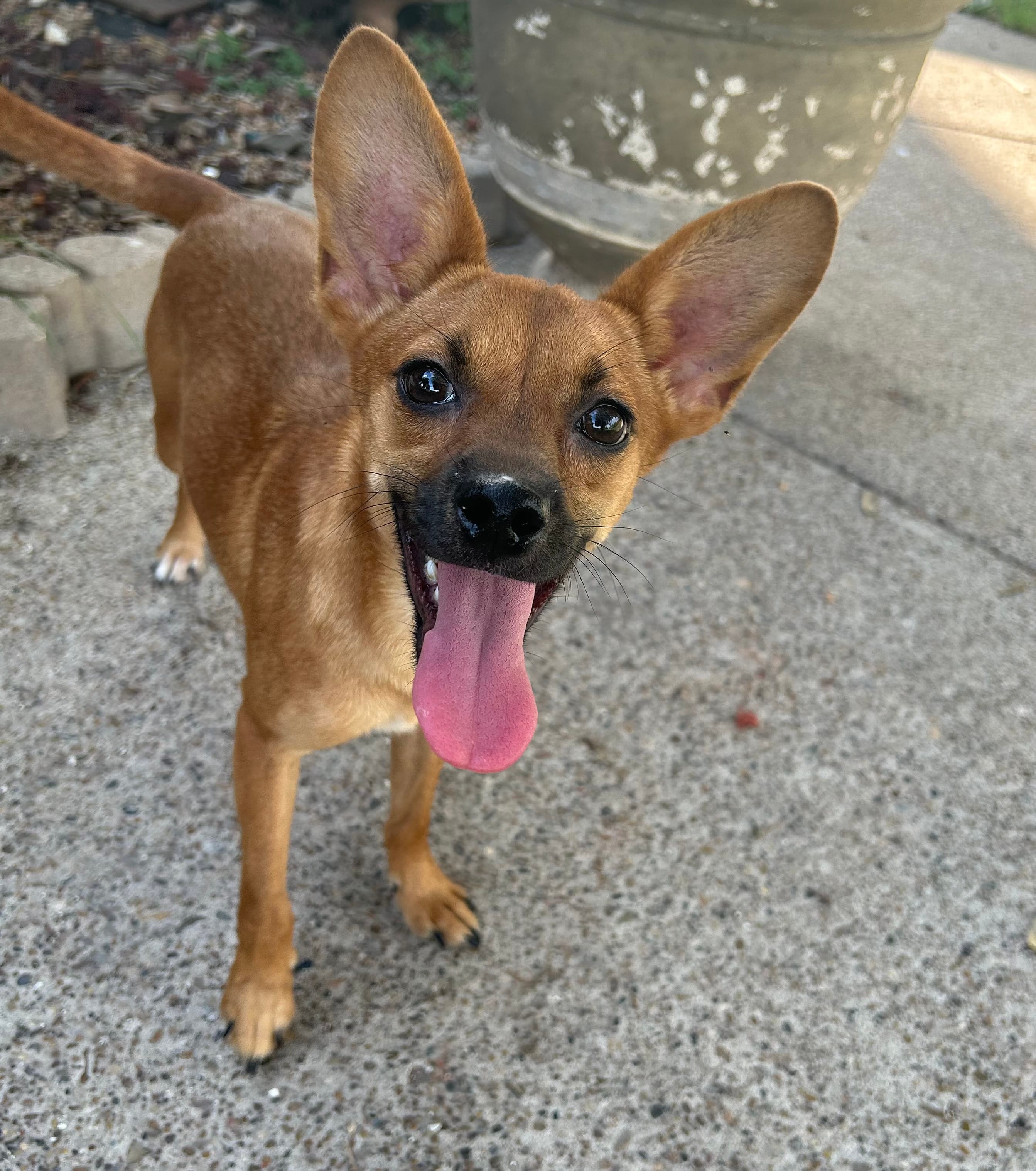 Maya