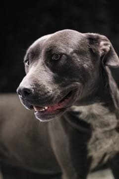 Sara