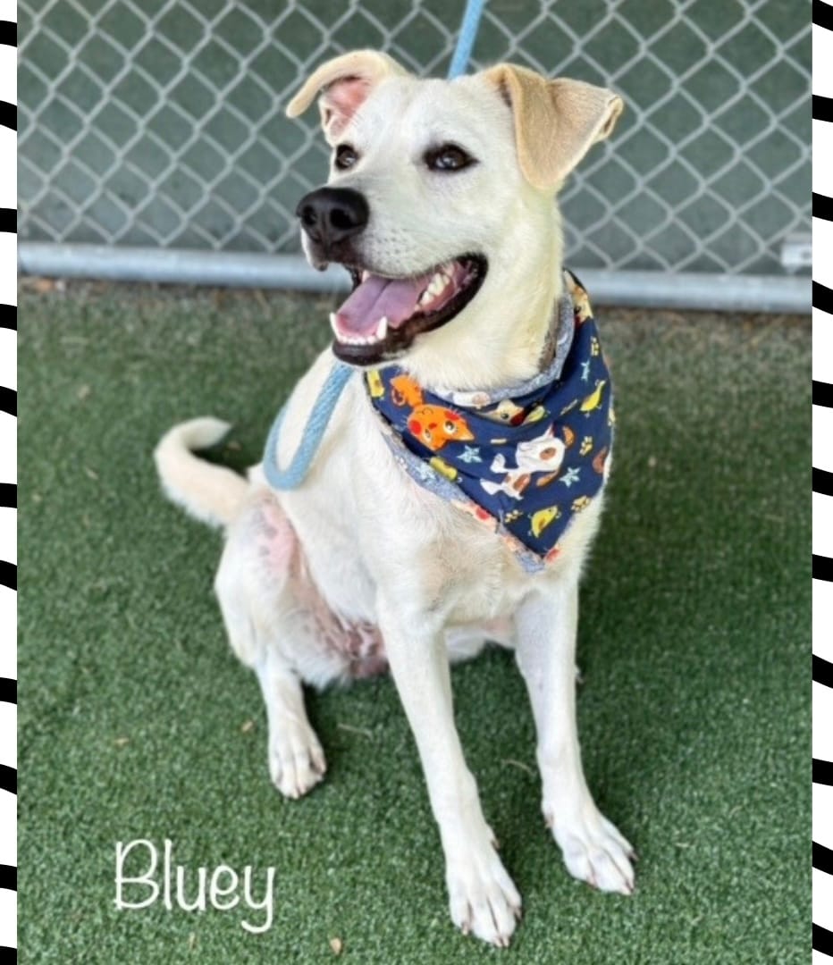 BLUEY