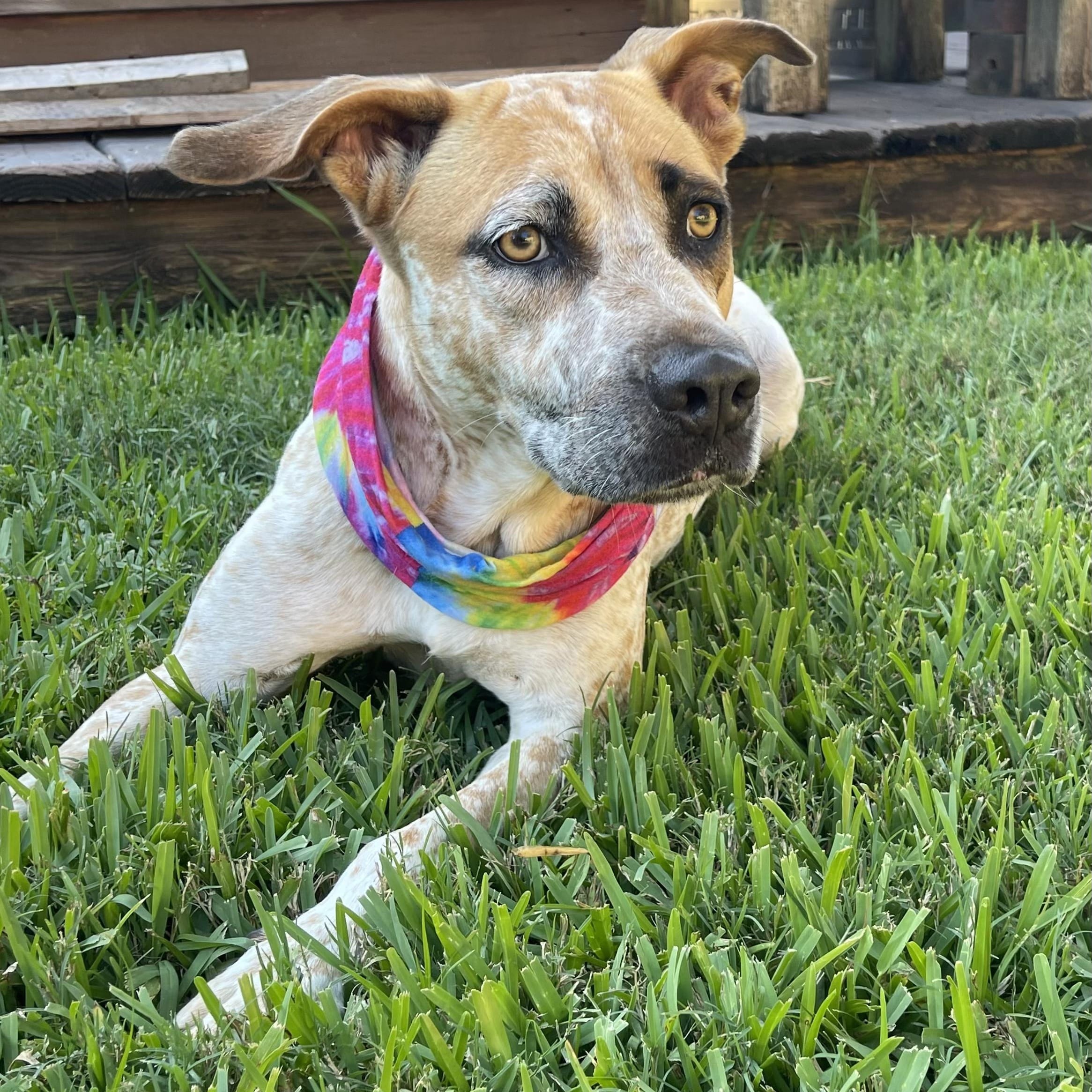 Isabella