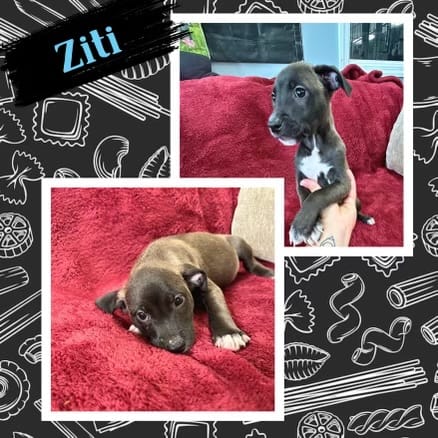 Ziti