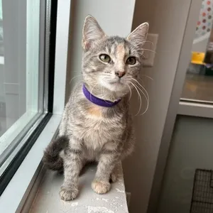Bell