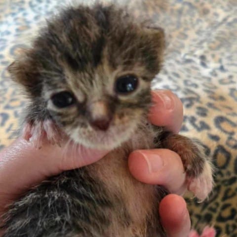 Kitten 3