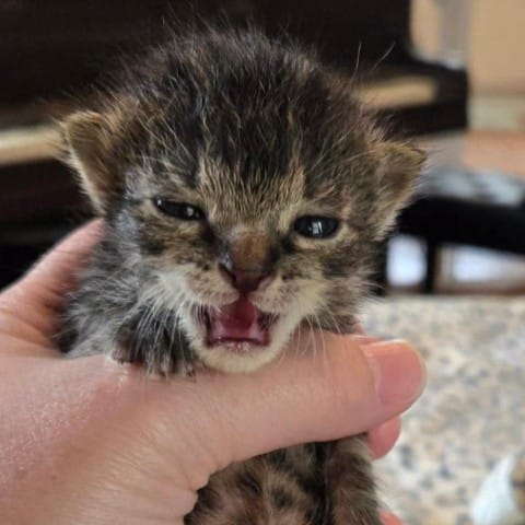 Kitten 5
