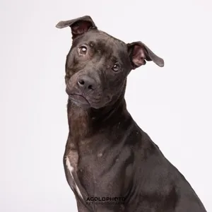 Ralphie