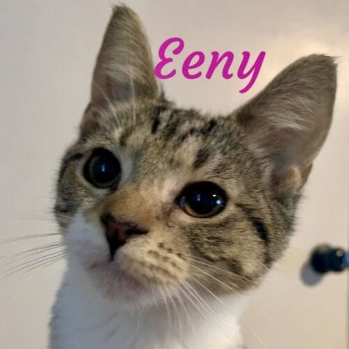 Eeny