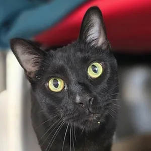 Ziva
