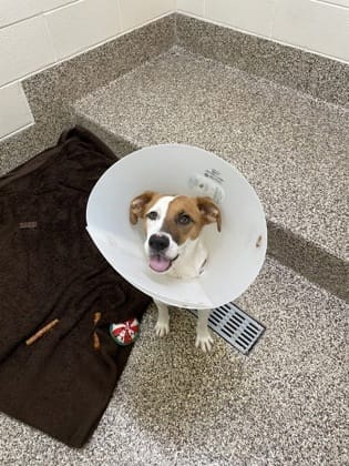 Pip