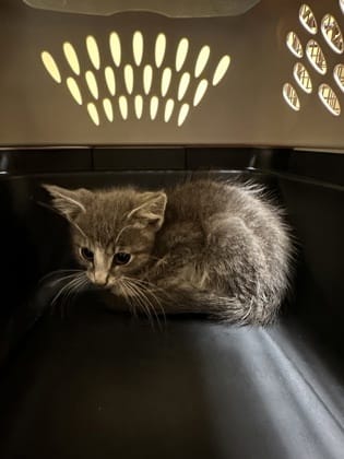 Vesper