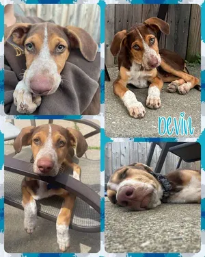Devin