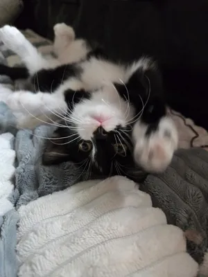 Lucille