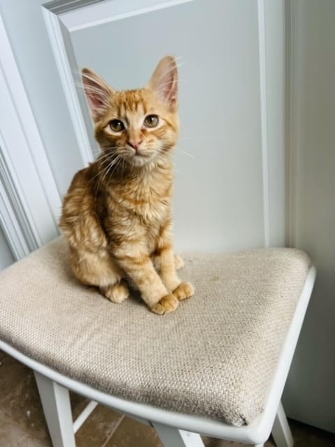 Leonard