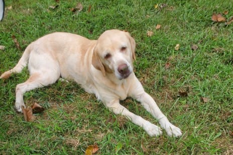 Duchess