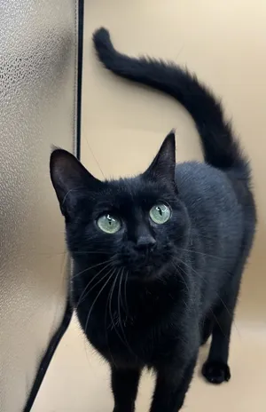 Arwen