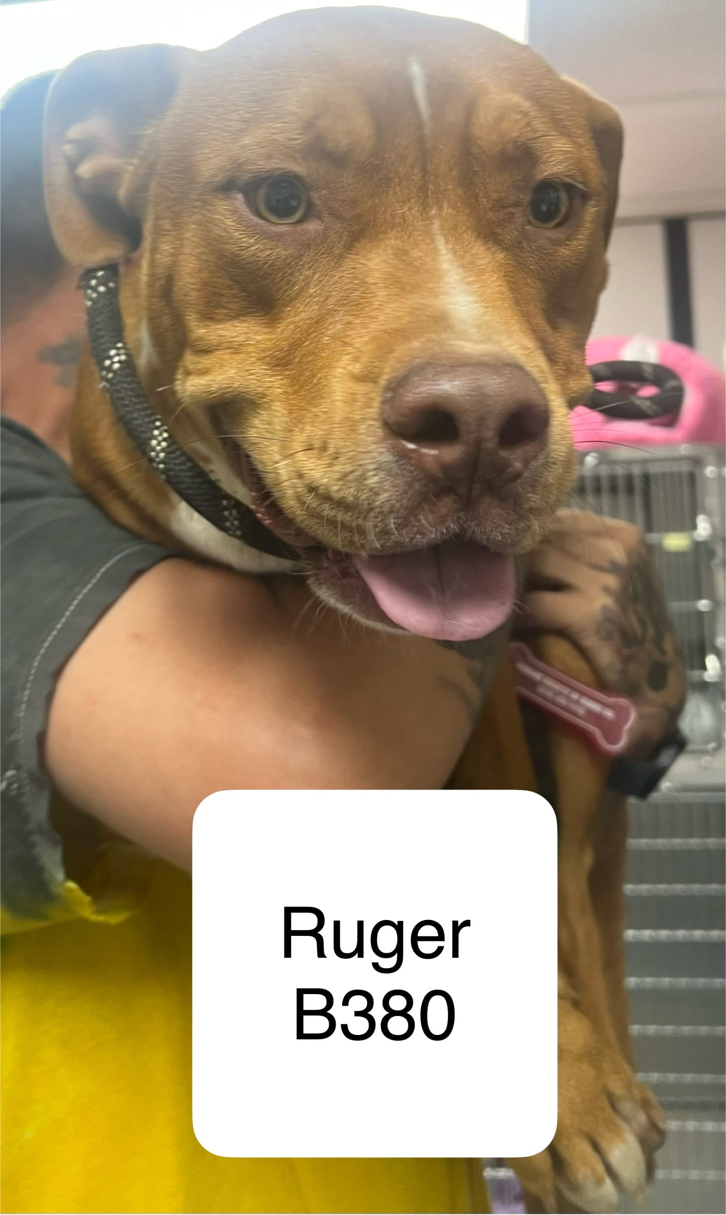 Ruger