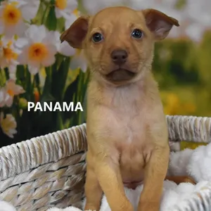 Panama