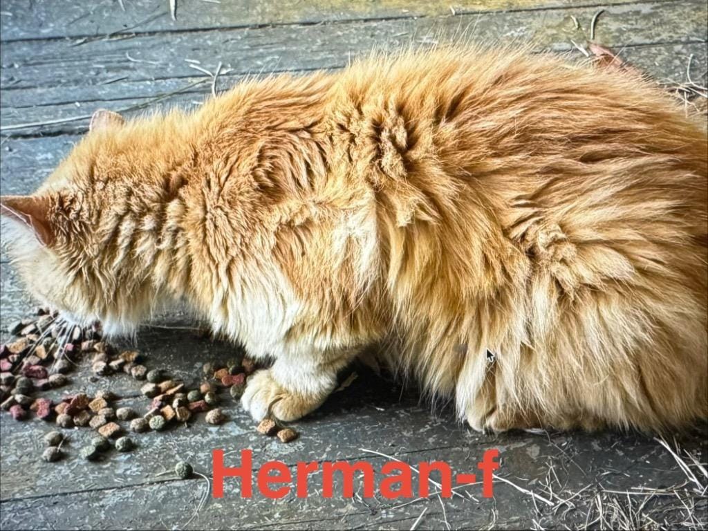 Herman 25