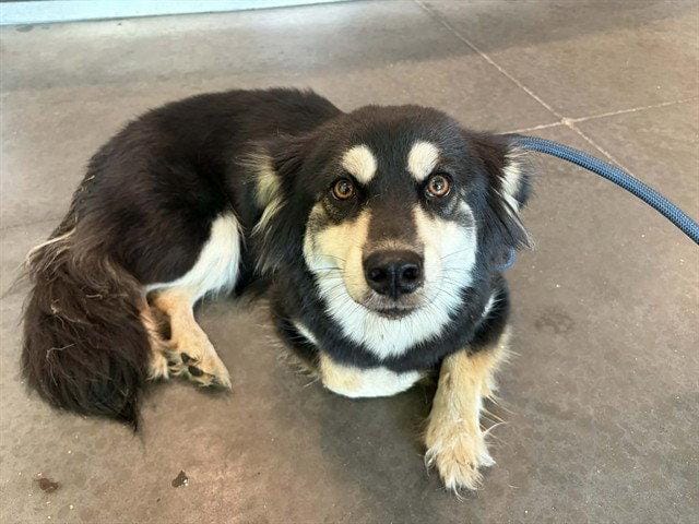 DAKOTA