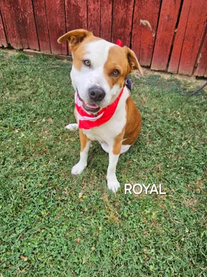 Royal