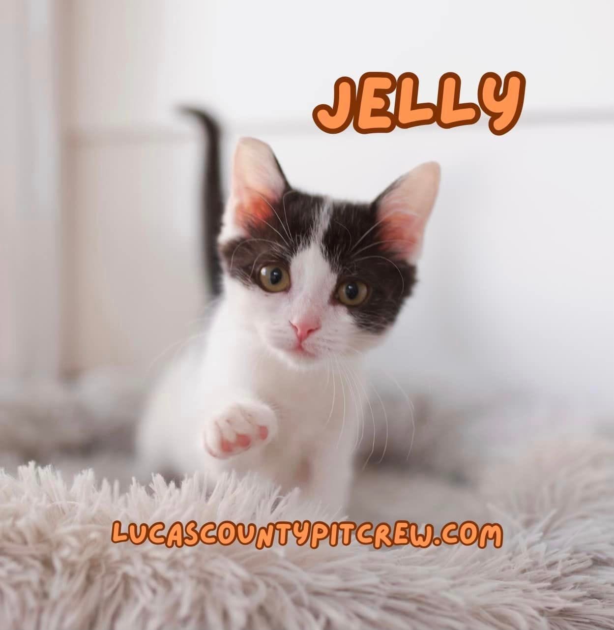 Jelly