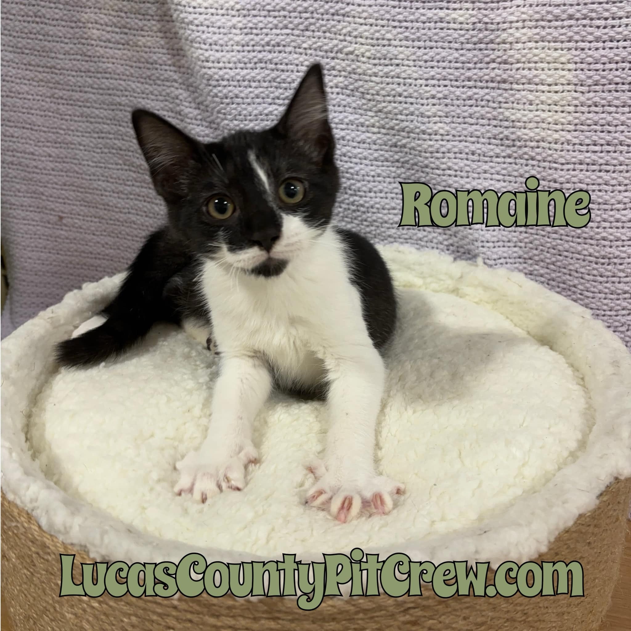 Romaine