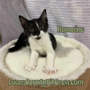 Romaine