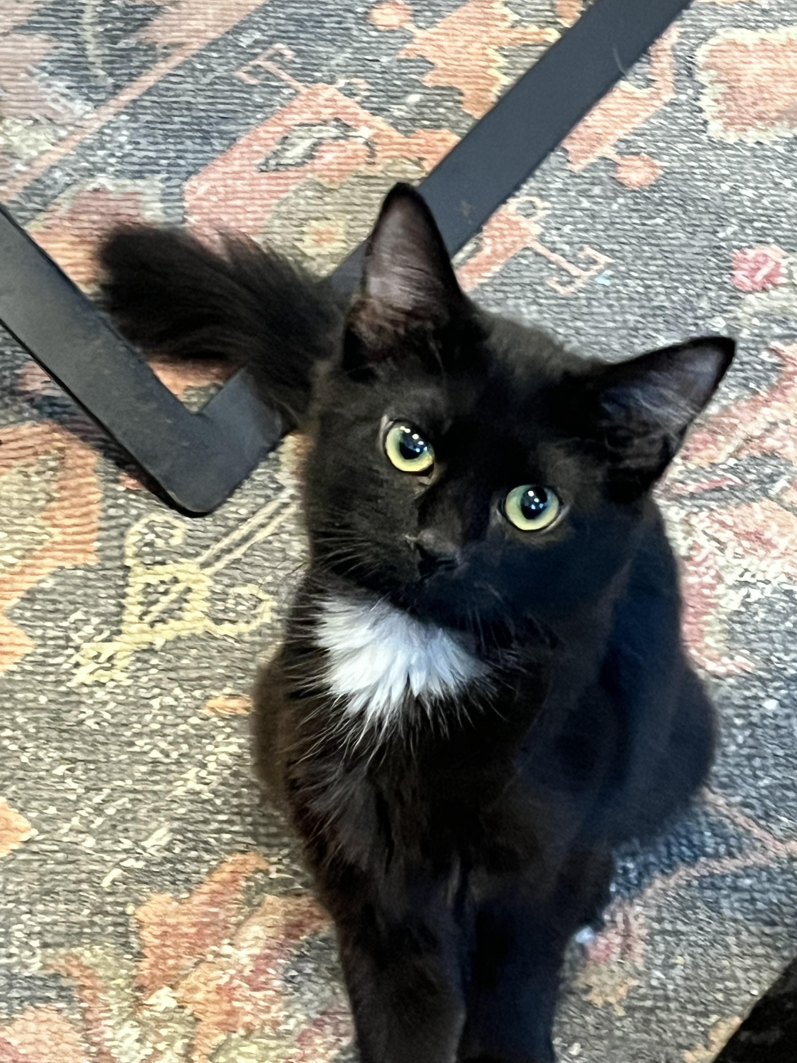 Juniper