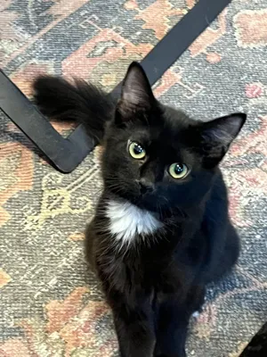 Juniper