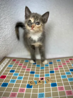 Scrabble