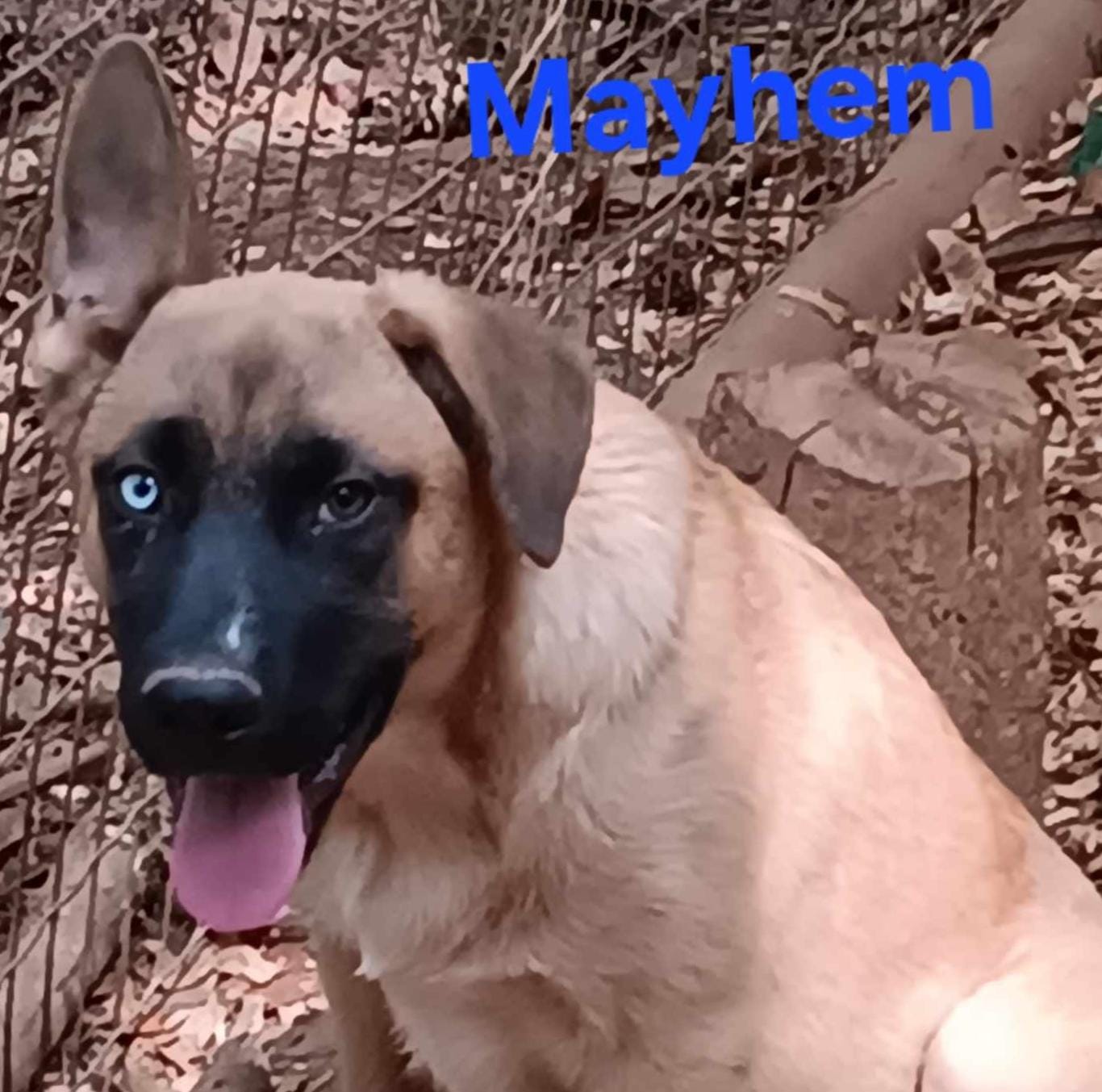 Mayhem