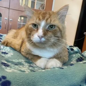 Bubba