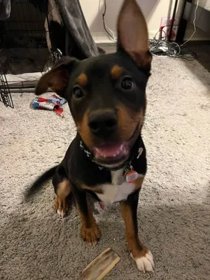 Zuko