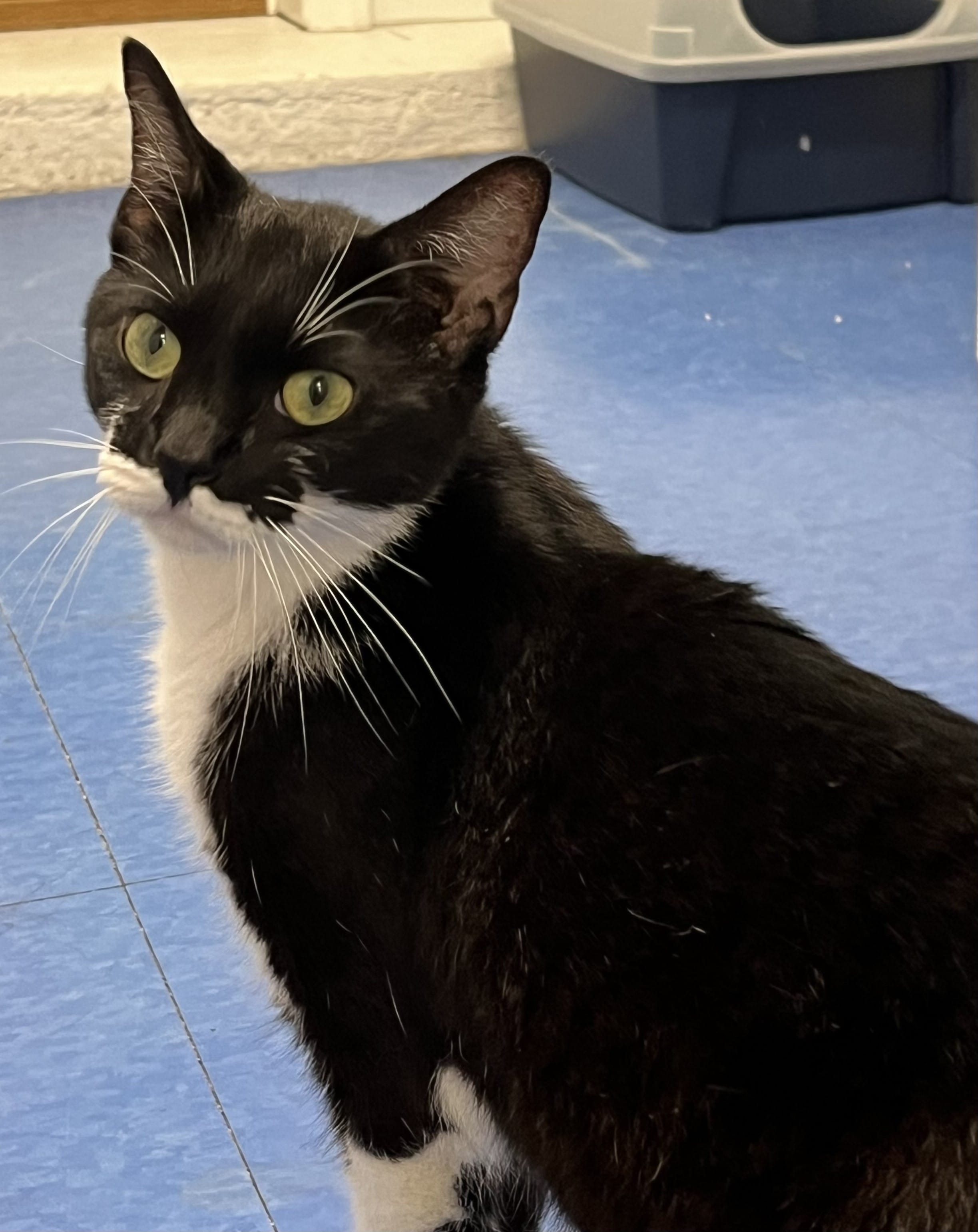Artemis