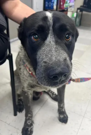 Otis