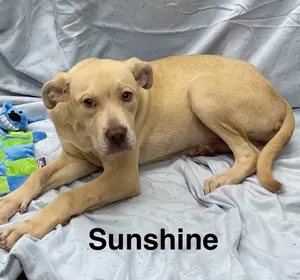 Sunshine