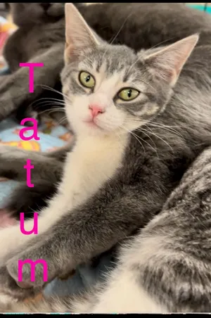 Tatum