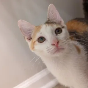 Paloma