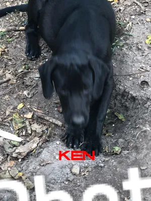 Ken