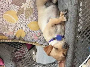 Cali