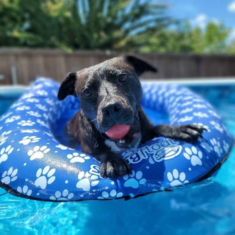 Otto